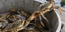 Several crabs crowded inside a metal bucket, with one crab reaching the rim as another grabs at it, illustrating the crabs in a bucket mentality.