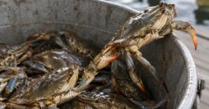 Several crabs crowded inside a metal bucket, with one crab reaching the rim as another grabs at it, illustrating the crabs in a bucket mentality.