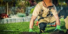 A landscaper in overalls and gloves carefully laying down new sod in a lush garden, showcasing his expertise and attention to detail - an ideal example of effective landscaping advertising.