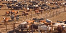 Large cattle feedlot with hundreds of cattle separated into fenced pens.