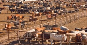 Large cattle feedlot with hundreds of cattle separated into fenced pens.